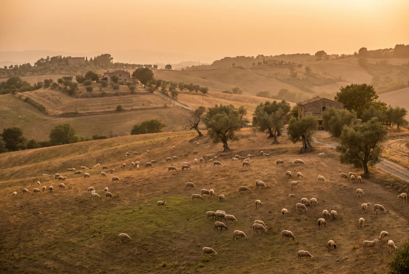 Pecore al pascolo nel paesaggio dell'Alta Tuscia